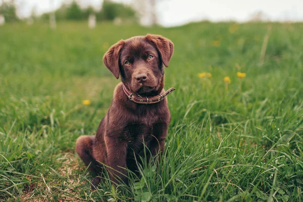 Ein großer brauner Hund liegt auf einem mit Gras bedeckten Feld — Stockfoto