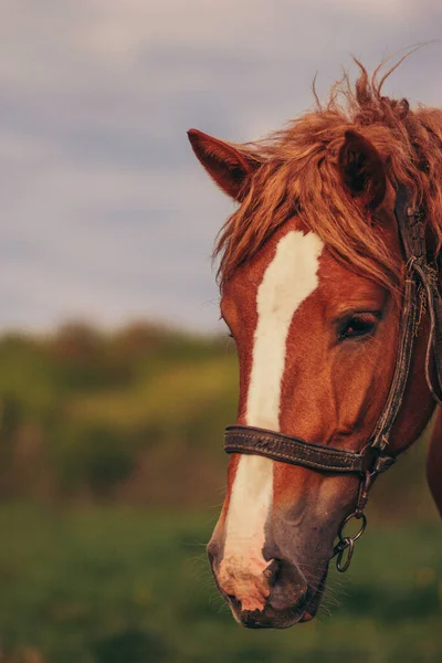 Un gros plan d'un cheval — Photo