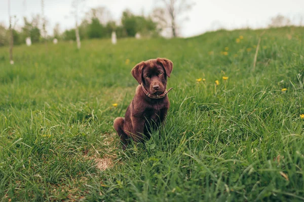 En hund som ligger på ett grästäckt fält — Stockfoto