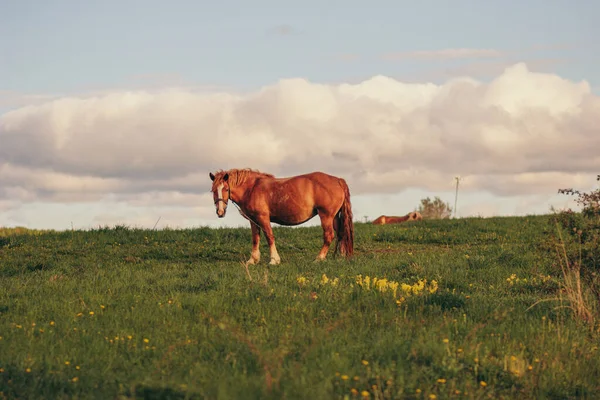Лошадь, стоящая на пышном зеленом поле — стоковое фото