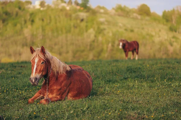 Un cheval brun debout sur un terrain verdoyant — Photo