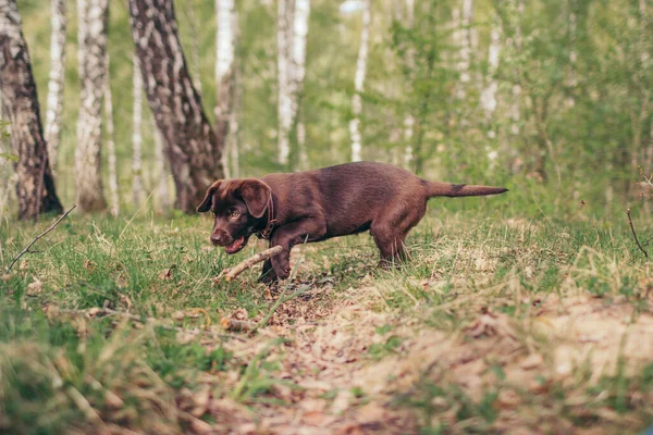 En brun hund går över ett grästäckt fält — Stockfoto