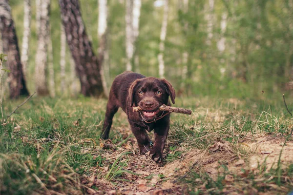 En stor brun hund står bredvid en skog — Stockfoto