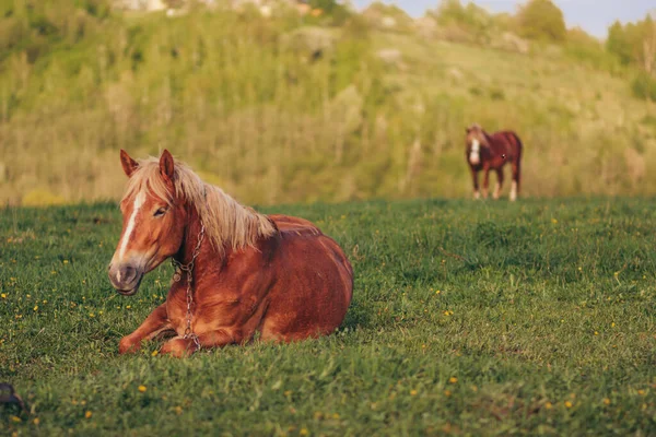 Un cheval brun pâturant sur un champ verdoyant — Photo