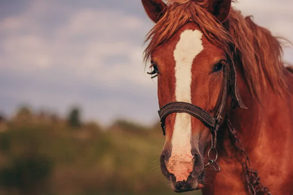 Eine Nahaufnahme eines Pferdes — Stockfoto