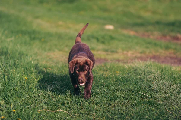 En hund som står på ett grästäckt fält — Stockfoto