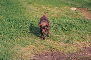 Yeşillik bir arazide duran bir köpek
