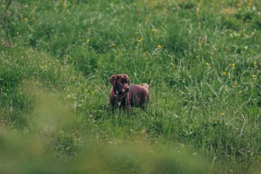 Çimlerin üzerinde duran bir köpek