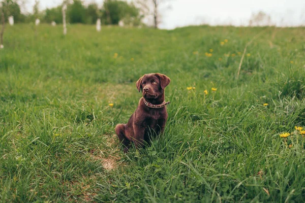 En hund som ligger på ett grästäckt fält — Stockfoto