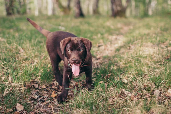 Brązowy pies niosący frisbee w ustach — Zdjęcie stockowe