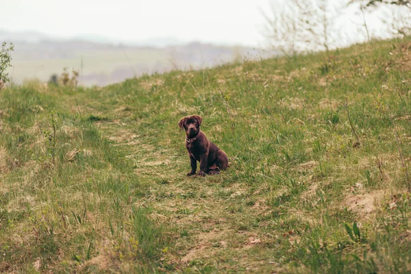 En hund som sitter ovanpå ett grästäckt fält — Stockfoto