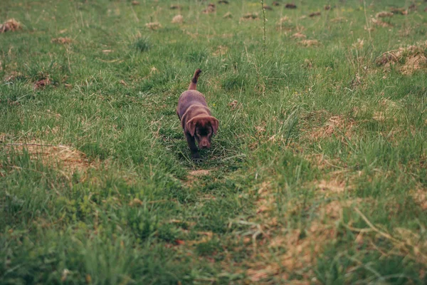 Собака лежить на траві вкритому полем — стокове фото
