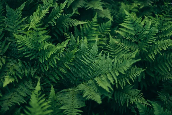 Un grupo de palmeras sobre una hoja — Foto de Stock