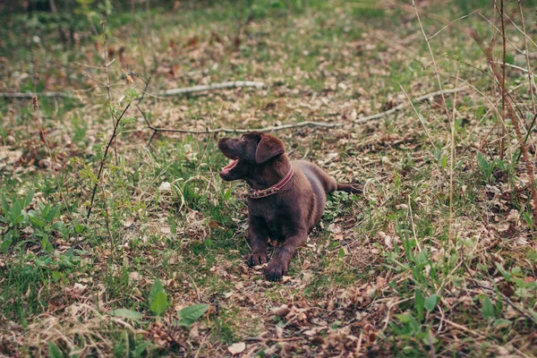 En hund som sitter ovanpå ett grästäckt fält — Stockfoto