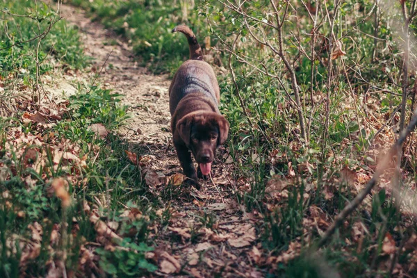 En hund som står på gräs — Stockfoto