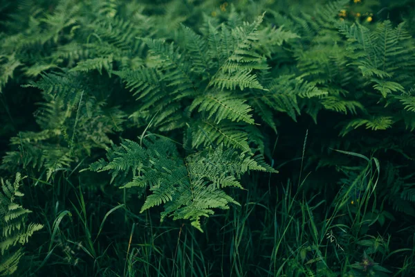 Un primer plano de una planta verde — Foto de Stock