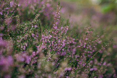 Bir çiçeğe yakın çekim