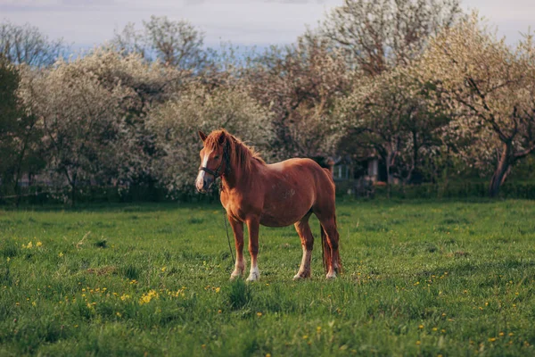 Kahverengi bir at yemyeşil bir tarlada duruyor. — Stok fotoğraf