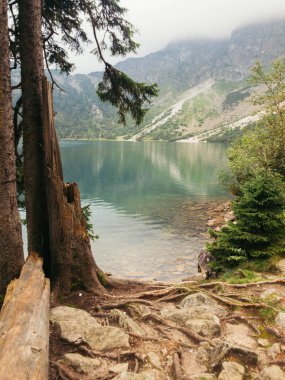 Dağın yamacında ağaçlar olan bir şelale.