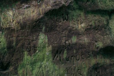 Ağacın kenarında bir tabela