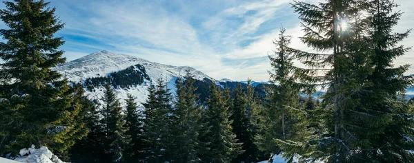 Ein Baum mit einem Berg im Schnee — Stockfoto