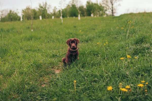 Pies siedzący na bujnym zielonym polu — Zdjęcie stockowe