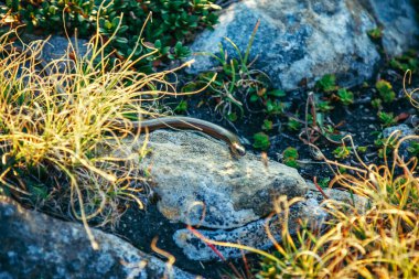 Yeşil çimen yığını
