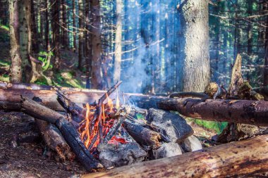 Ormanda bir odun yığını
