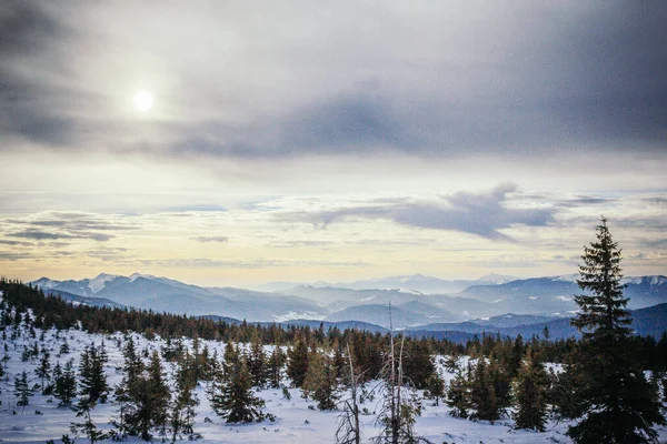 Ein Baum im Schnee — Stockfoto