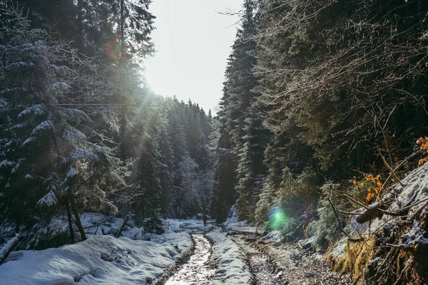 Uma cachoeira com árvores no lado de uma encosta coberta de neve — Fotografia de Stock