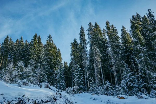 Um homem montando esquis em uma encosta coberta de neve — Fotografia de Stock