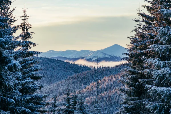 Ein Baum mit einem Berg im Schnee — Stockfoto