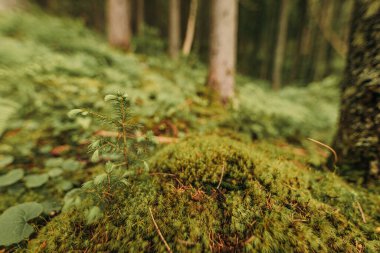 Bir ağacın yakın çekimi.
