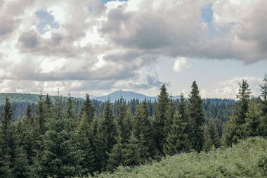 Çimlerle kaplı bir ormanın tepesinde bir kale.