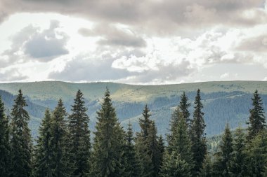 Arkasında dağ olan bir ağaç.