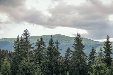 Arkasında dağ olan bir ağaç.