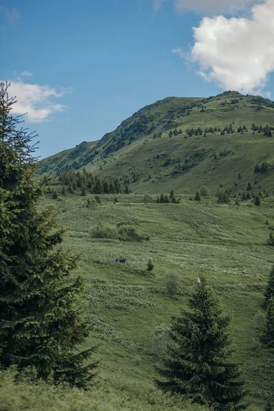 Een boom met een berg op de achtergrond — Stockfoto