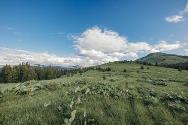 Bir koyun sürüsü yemyeşil bir tarlada duruyor.