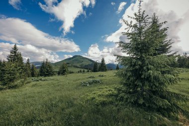 Arkasında ağaçlar olan büyük yeşil bir alan.