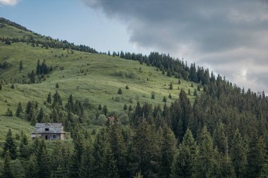 Arkasında dağ olan bir ağaç.