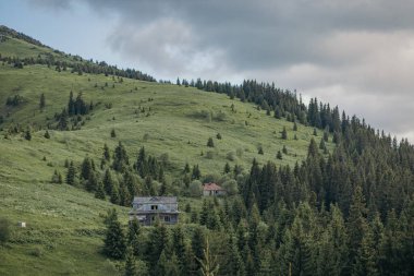 Bir koyun sürüsü yemyeşil bir yamacın tepesinde duruyor
