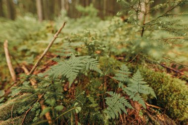 Bir ağacın yakın çekimi.