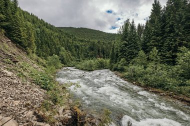 Ormandaki Clearwater Ulusal Ormanı