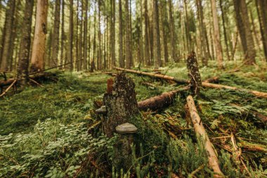 Ormanın ortasında bir ağaç.