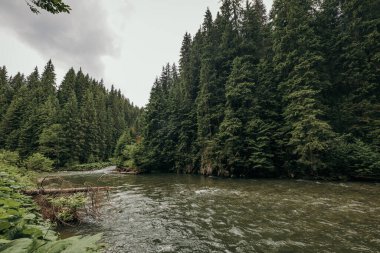 Ormanın içinden akan bir nehir