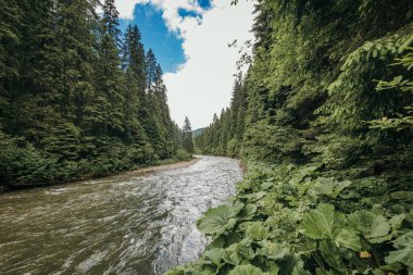 Ormanın içinden akan bir nehir