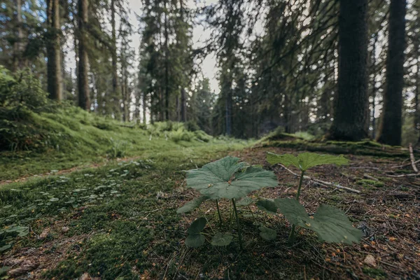 ต้นไม้ในพื้นที่ป่า — ภาพถ่ายสต็อก