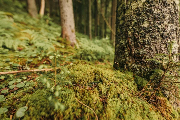 Een dichtbij van een boom — Stockfoto