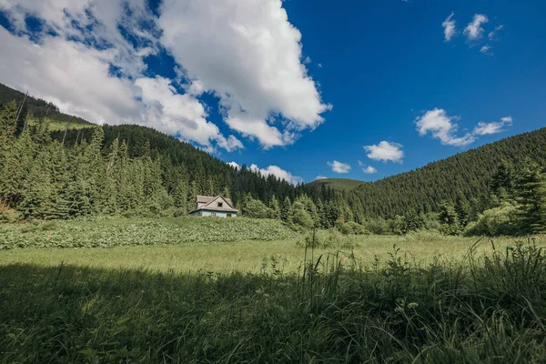 En fårhjord som står på ett lummigt grönt fält — Stockfoto