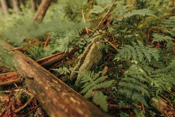 Uma planta em uma floresta — Fotografia de Stock